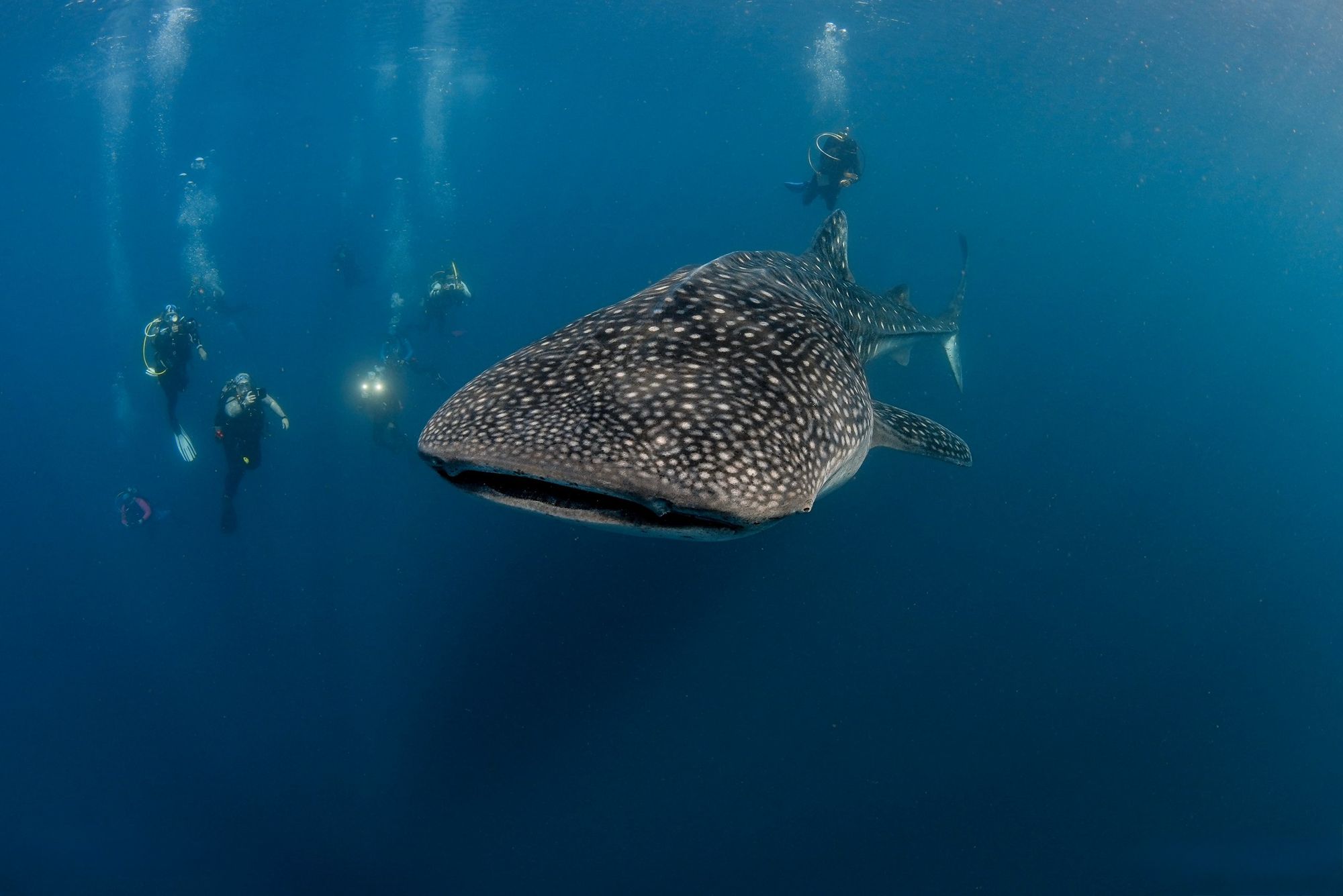 A whale shark swimming toward the camera as scuba divers photograph it in deep blue water.