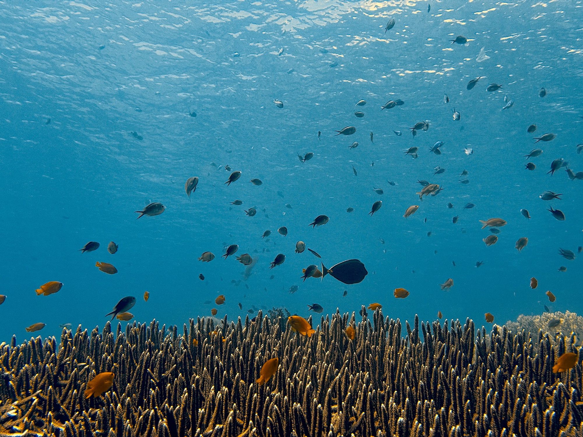 Small fish swimming above a field of staghorn coral under the sunlit surface.