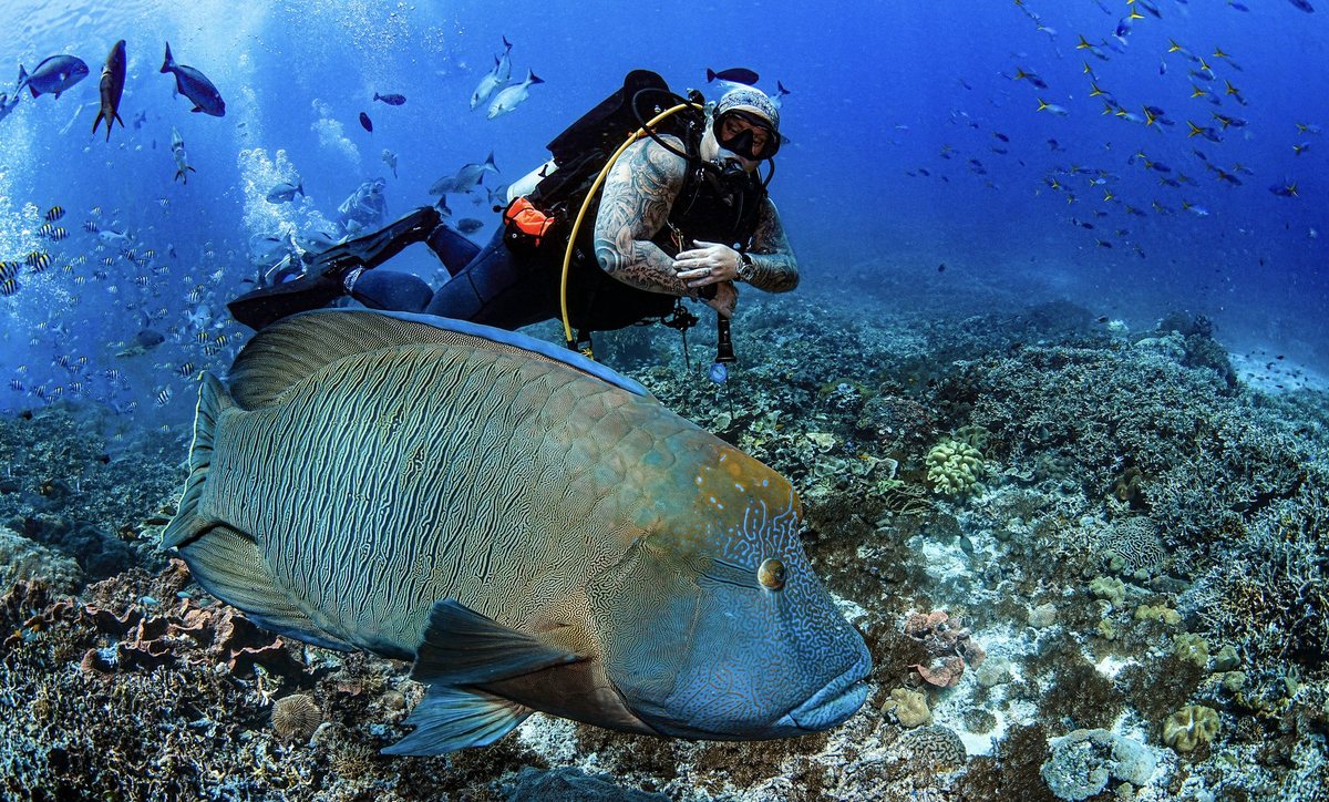 Me diving alongside a giant humphead wrasse over a coral reef.