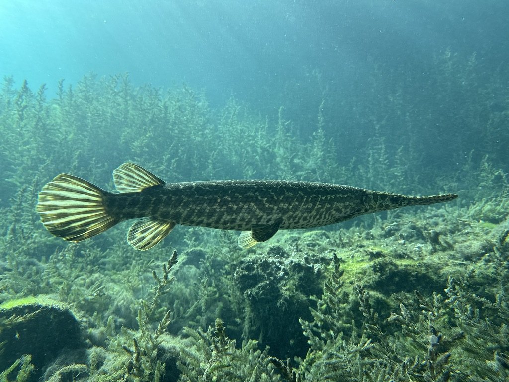 A spotted gar swimming through a clear freshwater lake over green aquatic plants.