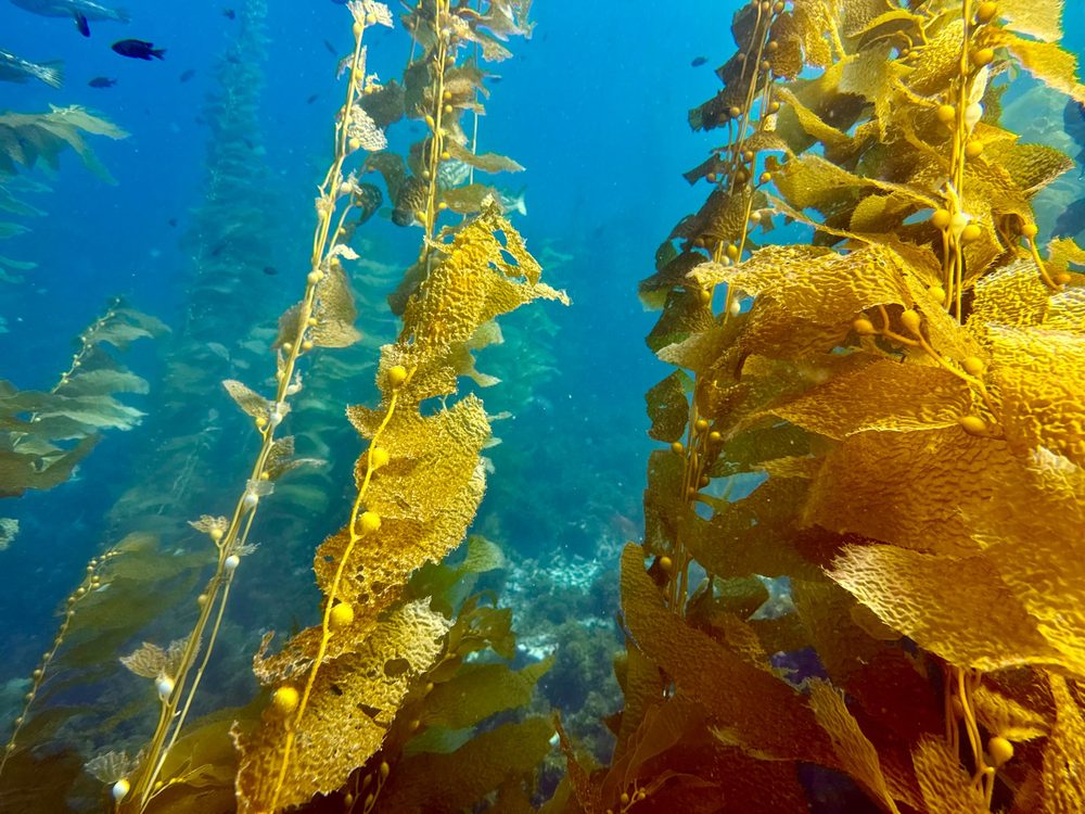 Golden giant kelp fronds rising through blue water in a kelp forest.