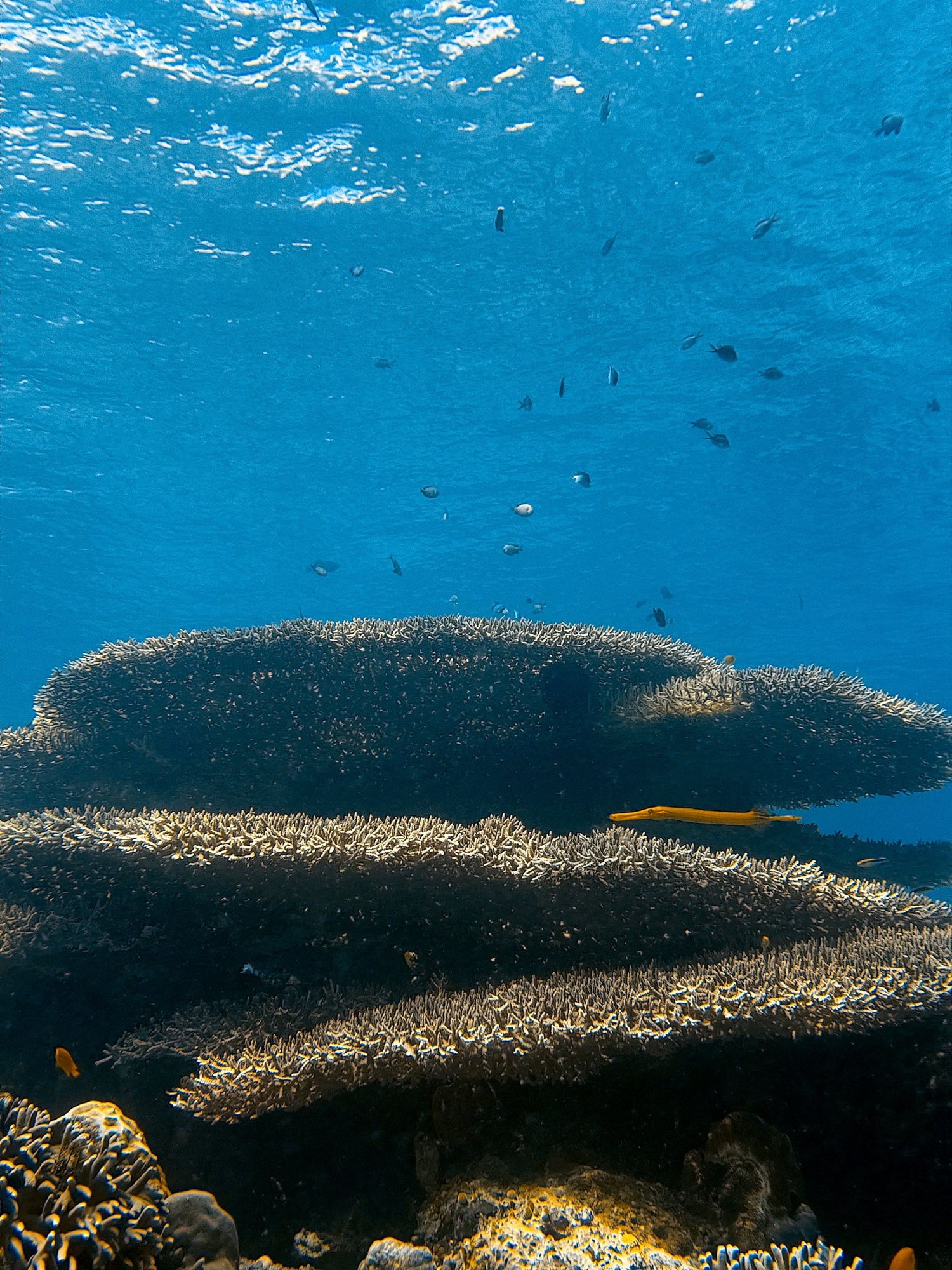 Layered plate corals under the sunlit surface, with a yellow trumpetfish drifting past.
