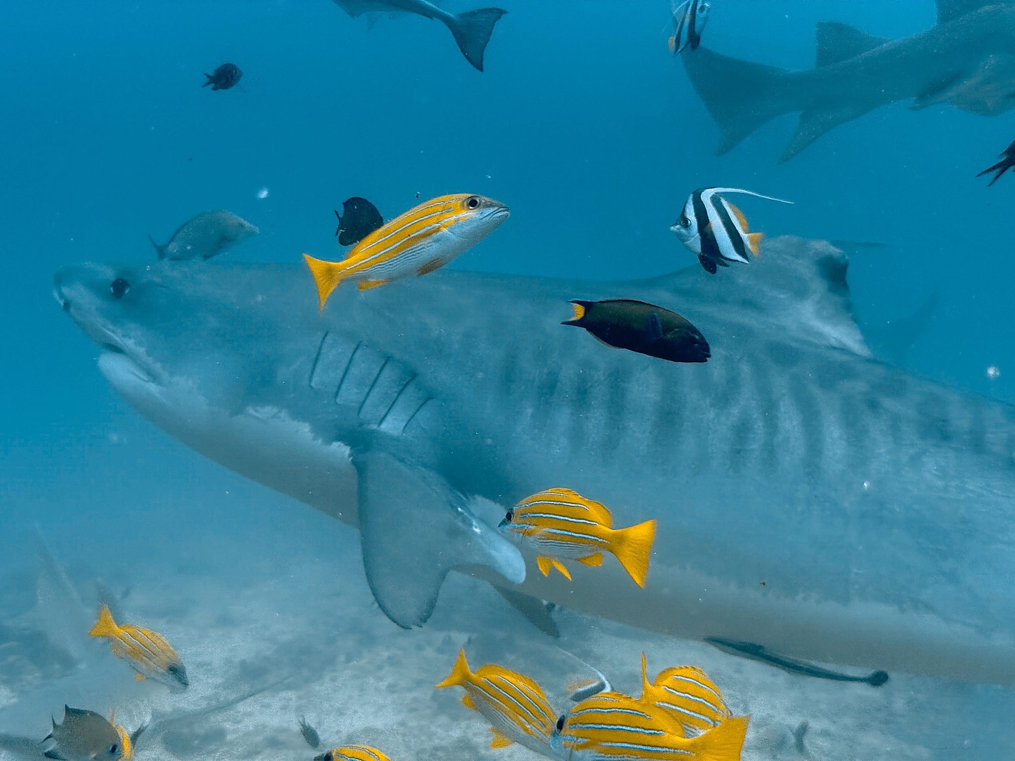A tiger shark swimming past with yellow-striped snapper and a bannerfish around it.